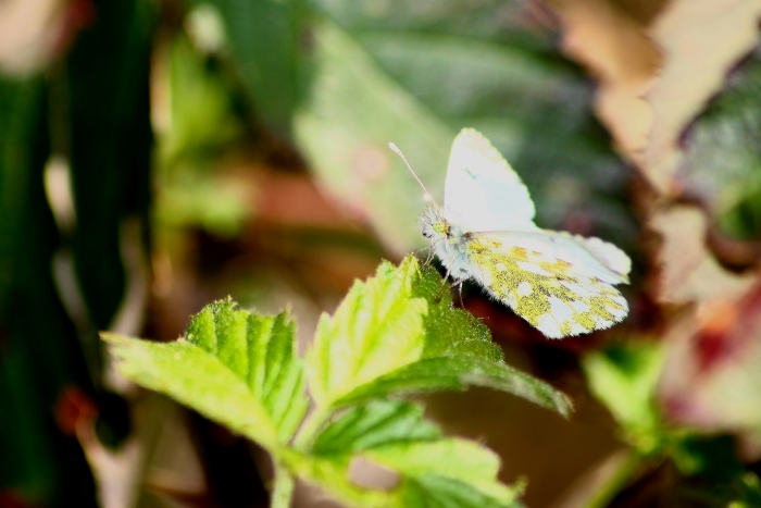 Ninfalidi,pieridi,papilionidi da ID-confermare